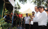 Sơn La: Khai mạc Ngày hội xoài Yên Châu lần thứ IV năm 2023