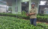 Cây cà phê giống bất ngờ tăng giá ở Đắk Lắk, vì sao vậy?