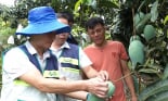 'Thâm canh xoài theo tiêu chuẩn VietGAP', xoài Sơn La khẳng định được chất lượng