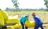 Lật tẩy chiêu đẩy giá lúa, gạo của thương lái