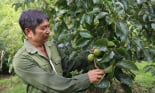 Lão nông Sơn La làm giàu từ trồng đủ các cây ăn quả trong vườn