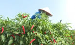 Nông dân một huyện trung du Phú Thọ sản xuất nông nghiệp hàng hóa, nhiều nhà đang khá giả lên