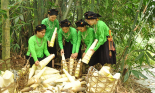 Ở Lâm Thượng, Yên Bái gọi loại cây hễ mưa là mọc lên như nấm là cây xóa đói giảm nghèo