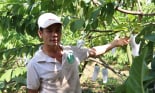 Một nông dân Sơn La 'bỏ túi' nửa tỷ đồng mỗi năm nhờ trồng cây na sầu riêng quả to bự, nuôi bò vỗ béo