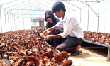 Đào tạo nghề và truyền nghề cho lao động nông thôn gắn với các nghề, làng nghề truyền thống