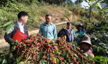 Sử dụng vốn vay Agribank hiệu quả mang lại thu nhập cao cho nông dân Sơn La