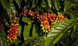 Robusta rời xa ngưỡng 5.000 USD, chạm đáy 3 tuần, cà phê thu mua ở Lâm Đồng giảm mạnh nhất