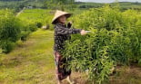 Trồng cây báo hiệu xuân về, nông dân Hòa Bình có thu nhập khá