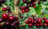 Xô đổ kỷ lục hôm qua dễ dàng, giá cà phê hôm nay, 27/3 tiến sát 100.000 đồng/kg