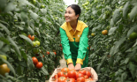 Phóng sự ảnh: Một ngày làm việc ngập tràn hạnh phúc ở Nông trường rau sạch WinEco