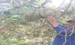 Mạnh dạn chuyển đổi cơ cấu cây trồng, một nông dân Sóc Trăng phát tài nhờ trồng thành công 'cây tiền tỷ'