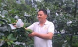 'Mặc áo' cho hồng giòn, quả nào quả nấy khi chín nhẵn mịn như da thiếu nữ, ăn ngọt lừ