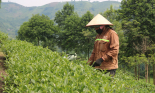 Cây chè giúp nông dân Lào Cai nâng cao thu nhập