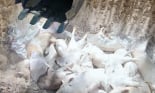 Hàng loạt địa phương ở Quảng Ngãi đã 'dính' dịch tả lợn châu Phi, nguy cơ lan rộng