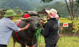 “Hoàng tử trâu” - cuộc thi độc lạ trên vùng cao Ngọc Chiến