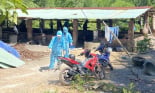 Đà Nẵng khẩn trương khoanh vùng, dập ổ dịch tả lợn châu Phi