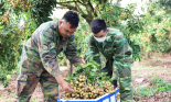 Nông dân Yên Châu thu nhập cao từ trồng cây nhãn trên đất dốc