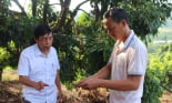Nông dân Sơn La trồng nhãn chín sớm ra quả ngọt lịm, giá bán gấp đôi chính vụ, là Nông dân Việt Nam xuất sắc
