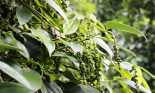 Tồn kho tiêu còn rất ít, giá tiêu vẫn có cơ hội tăng lên