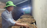 Nuôi con động vật hoang dã này để 'nhả' ra thứ 'hạt vàng', ông nông dân Lâm Đồng bán đắt hàng