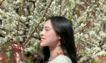 Du khách “mãn nguyện” khi vượt 200km đến Mộc Châu “săn” hoa mai anh đào, hoa mận