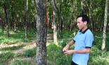 Một tỷ phú Bình Phước có 70ha trồng cao su tin tưởng Quyết định 517 của Thủ tướng Chính phủ sẽ tạo đột phá
