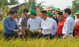 Thay đổi các tập quán lâu đời khi trồng lúa, nông dân ĐBSCL có lãi tốt hơn, giảm phát thải khí nhà kính