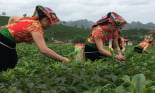 Những cô gái xinh như mộng thi hái chè trên cao nguyên Mộc Châu