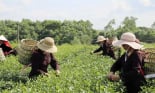 Về Hải Hà xem thiếu nữ hái chè khéo, nhanh như máy trong ngày hội