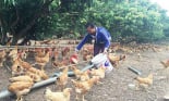 Chăn nuôi gà theo hướng VIETGAHP, bảo đảm môi trường