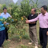 Cây đặc sản ra quả ngon, ông nông dân Lạng Sơn bán hút hàng, xây nhà đẹp khang trang