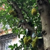 Vì sao xoài, mít rải khắp phố phường nhưng người Trung Quốc không ai dám ăn?