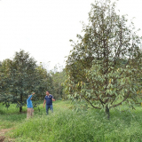 Giải pháp  phòng trị tuyến trùng và vàng lá thối rễ do Fusarium sp.