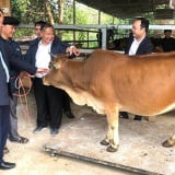 Trung ương Hội Nông dân Việt Nam hỗ trợ bò sinh sản cho nông dân huyện Hoàng Su Phì, tỉnh Hà Giang