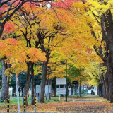 Hình ảnh mùa thu vàng tuyệt đẹp trên hòn đảo Hokkaido