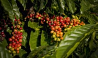 Robusta rời xa ngưỡng 5.000 USD, chạm đáy 3 tuần, cà phê thu mua ở Lâm Đồng giảm mạnh nhất