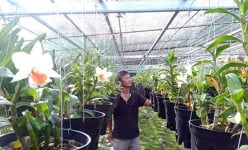Tuổi 60 vẫn 'sống chết' với nghề trồng lan, mỗi năm lão nông bỏ túi tiền tỷ