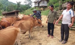 Chàng trai Mông bị mù vẫn học hết lớp 9, quyết tâm nuôi bò làm giàu