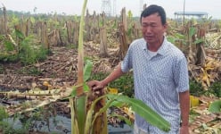 Vụ phá nát vườn chuối tiền tỷ ở Hải Phòng: Hội Nông dân lên tiếng