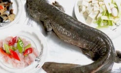 Dựng tóc gáy cảnh làm thịt “quái vật' bò ngang đường