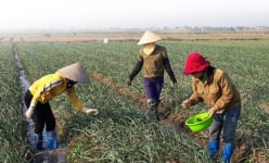 Hành, tỏi - cây làm giàu ở Tiên Lãng, Hải Phòng
