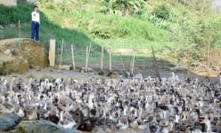Bí quyết nhân giống vịt bầu Quỳ bản địa quý hiếm của ông chủ trang trại vịt nức tiếng ở Nghệ An
