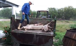 Đề nghị xử phạt nghiêm doanh nghiệp chăn nuôi lợn giấu dịch lở mồm long móng