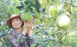 Lạ Vĩnh Long: Gây vườn bưởi Năm Roi được 5 năm nhưng không có trái