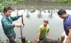 Hưng Yên: Trồng hồng cổ Sa Pa, nuôi con đặc sản dưới ao, lão nông thu nhập tiền tỷ