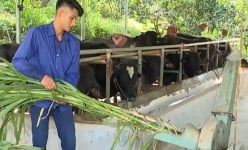 Phú Thọ: Liều nuôi giống bò 'siêu to' anh nông dân trẻ, khỏe, đẹp trai có lãi 'khổng lồ'