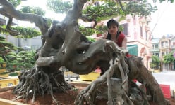 Phú Thọ: Giấu chồng, người phụ nữ mang 5 tỷ thuê xe vào rừng mua bằng được sanh cổ dáng quái