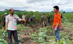 Trồng thứ cây gì mà lãi hàng trăm triệu để một ông nông dân mồ côi thành tỷ phú ở tỉnh Gia Lai?
