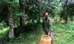 Bắc Kạn: Trồng loài cây thân to như cột đình, ra thứ hoa lạ mùi thơm phức, nhặt chưa đầy bao thương lái đã mua