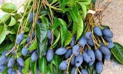 Loại quả màu đen, thân như cột nhà mang lại 20 tỷ/năm được cấp nhãn hiệu tập thể